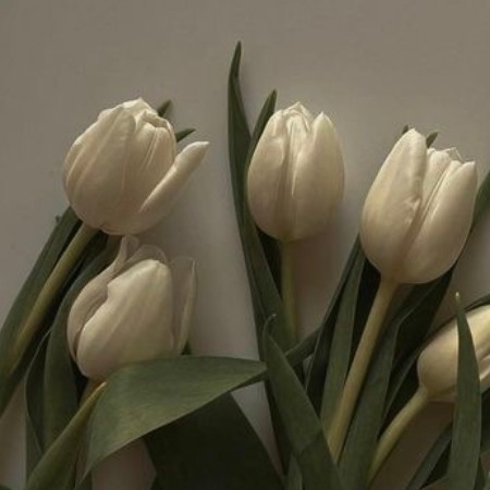 ogretmenwg66fy