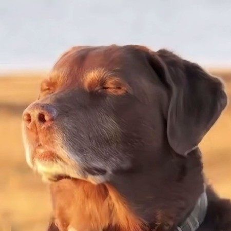 ogretmengnxcch