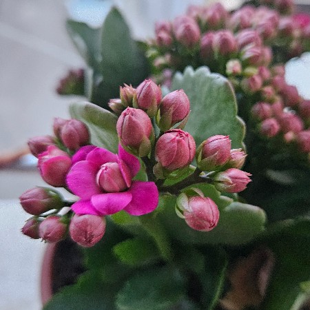 ogretmenovx287
